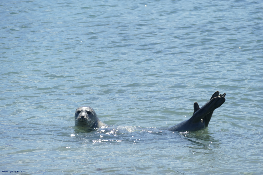 Gray Seal swimming at the island of Düne