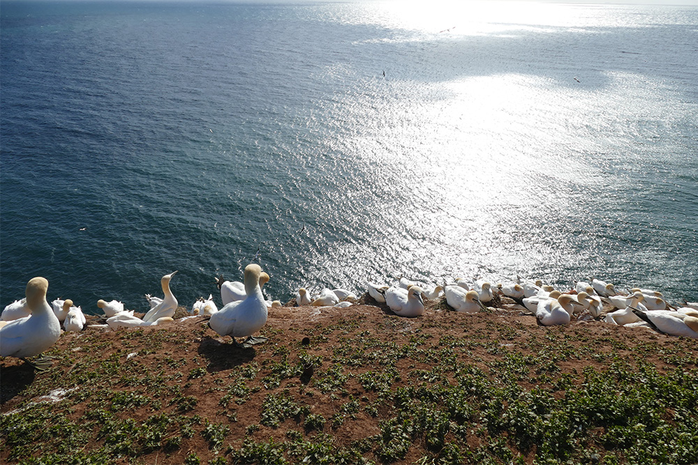 Colonies of gannets above the north sea.