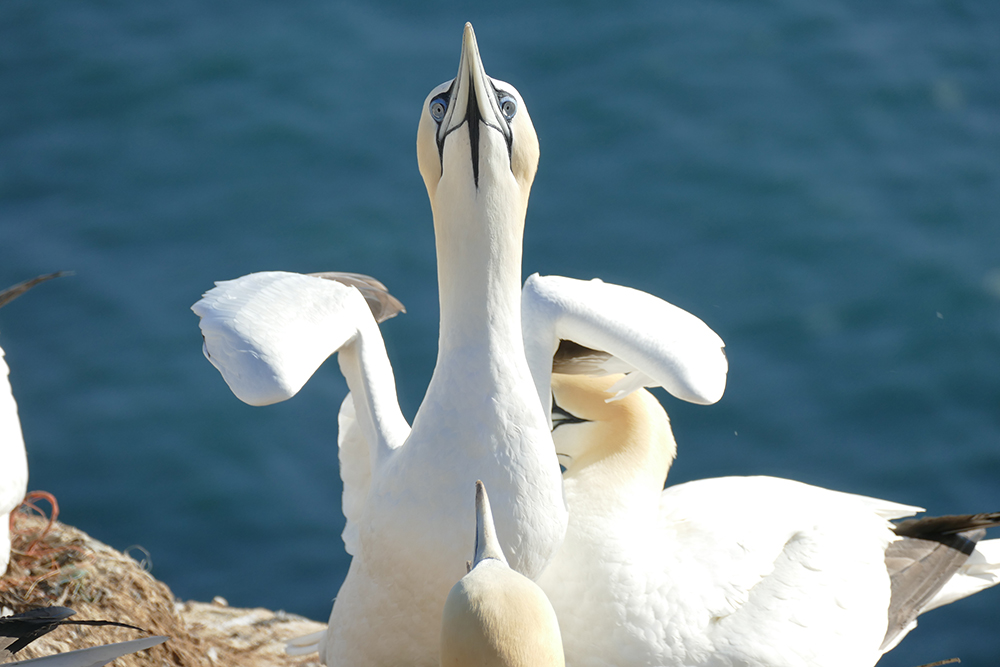 Gannots on Heligoland