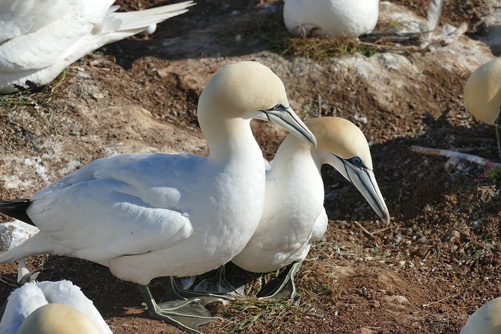 Gannots nesting on Heligoland