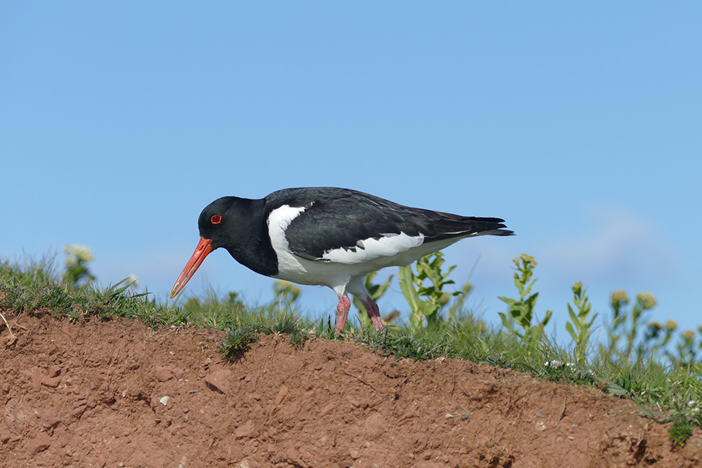 Oystercatcher